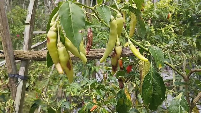 Yellow Chili Peppers on Plant with Disease Spots in a Farm Garden