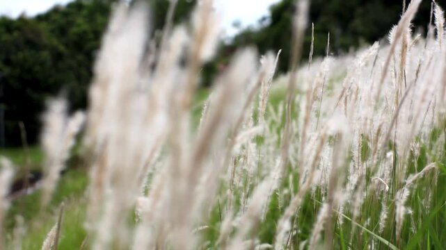 Wind Blowing Through White Cogon Grass Field on a Sunny Day