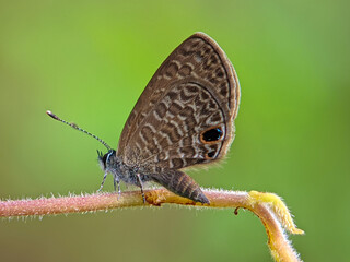 butterfly on leaf