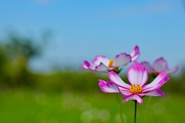 Fototapeta premium 草原に咲いた三輪のコスモスの