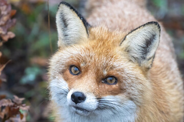 red fox portrait
