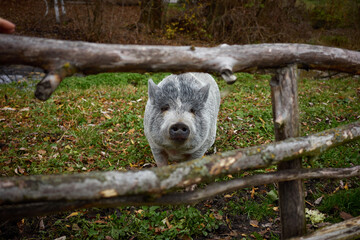 Curious pig exploring a rustic farmyard in autumn surrounded by leaves and wooden fence