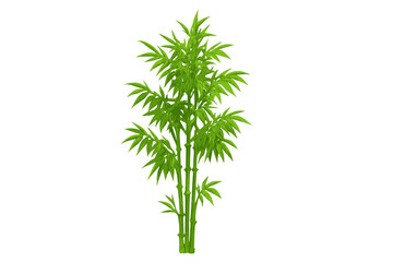 Lush green bamboo plant with multiple stalks and foliage isolated on white