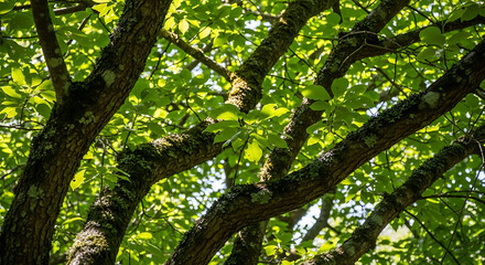 Obraz premium tree in the forest