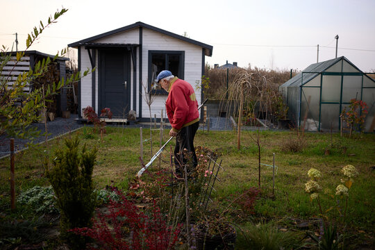 Senior man gardening in his backyard with a shed and greenhouse during a calm afternoon