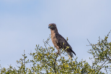 Brown snake eagle, Tarangire National Park, Tanzania