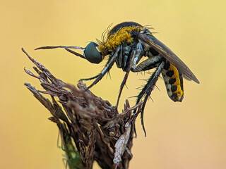 macro close up toxophora