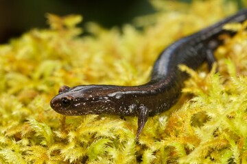 Closeup on an adult black Del Norte Salamander, Plethodon elongatus on green moss in South Oregon