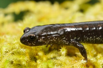 Closeup on an adult black Del Norte Salamander, Plethodon elongatus on green moss in South Oregon