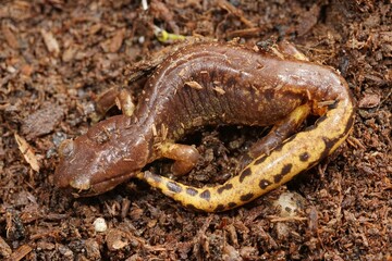 Closeup on a male of the North-Californian Ensatina escholtzii picta salamander in defensive posure
