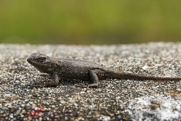 A spiky dark lizard lounges on a textured surface, blending with the rough grain beneath, against a blurred green background.