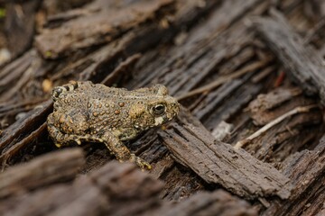 Close-up on the large high yellow Californian banana slug, Ariolimax californicus