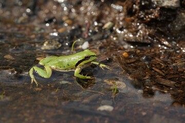Closeup on a vibrant green Pacific tree or chorus frog, Pseudacris regilla in a shallow pond