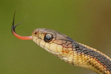 A close-up shot captures the head of a garter snake, its forked tongue extended against a blurry green backdrop, showcasing its scales.