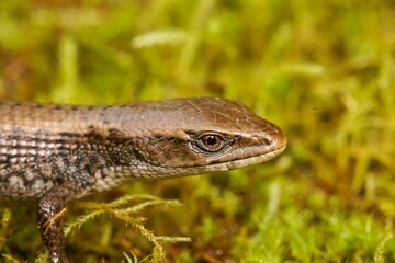Close up of a subadult Southern Alligator Lizard, Algeria multicarinata