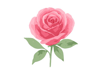 Vibrant pink rose bloom with soft petals and green foliage on white background