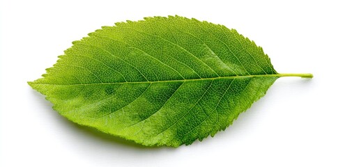 Close-up of a single vibrant green leaf