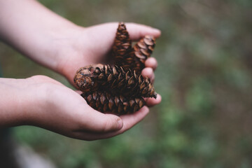 Child Hands Holding Pine Cones – Natural Christmas Decoration Concept