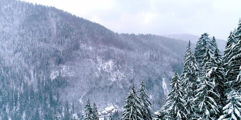 Winter forest landscape with green charismas trees and snow