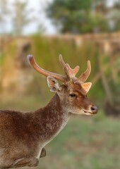 Close-up portrait of a Javan rusa deer with soft brown fur and velvet antlers, captured in natural outdoor lighting with a blurred background.