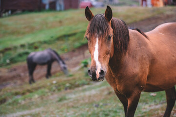 Brown Horse Portrait in Rural Mountain Village, Horse Close-Up in Rustic Village Background