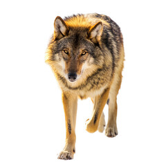 Obraz premium Close up Portrait of a Wolf Walking Forward With Mouth Open and Teeth Bared on Transparent Background Soft Light Captured Outdoors in Winter Season Detailed Fur Texture