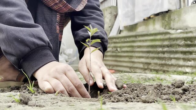 Closeup of a girl planting a young tree in her backyard to combat global warming. Young child gives message of afforestation and plant more trees to get pure oxygen and pollution free environment.