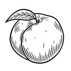 Hand drawn peach with leaf, monochrome engraving, line art style vector illustration isolated on white background	