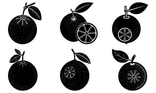 Illustration of six citrus fruits with leaves in black and white woodcut style graphic design elements