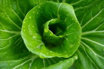Curly Kale Leaf Close-Up with Water Droplets