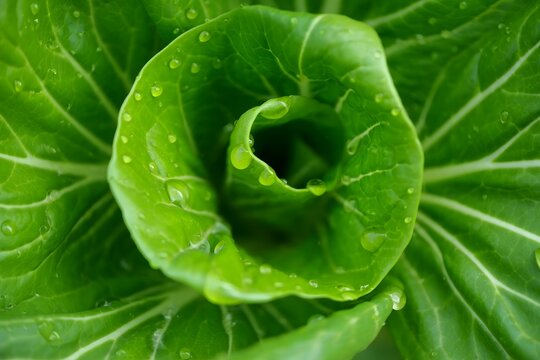 Curly Kale Leaf Close-Up with Water Droplets