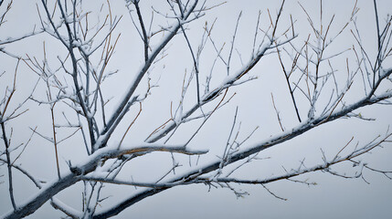 bare. Winter tree branches covered in thin snow, overcast sky, peaceful mood. gardening catalogs, home-decor guides, designed for gardening and botanical catalogs and home decor and floral branding.