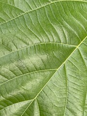 Vivid Green Leaf Texture Close-Up with Detailed Veins, Natural Botanical Pattern Background for Eco Nature Design, High-Resolution Macro Photography of Fresh Tropical Foliage for Organic and Environme