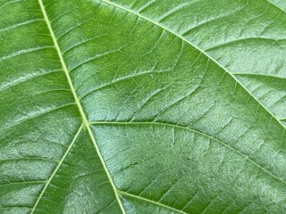 Vivid Green Leaf Texture Close-Up with Detailed Veins, Natural Botanical Pattern Background for Eco Nature Design, High-Resolution Macro Photography of Fresh Tropical Foliage for Organic and Environme