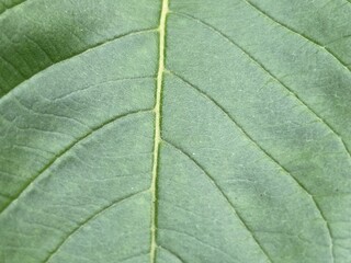 Vivid Green Leaf Texture Close-Up with Detailed Veins, Natural Botanical Pattern Background for Eco Nature Design, High-Resolution Macro Photography of Fresh Tropical Foliage for Organic and Environme
