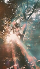Fototapeta premium Transparent light leak ovely effect. Transparent fil grain light leak texture verly effect.