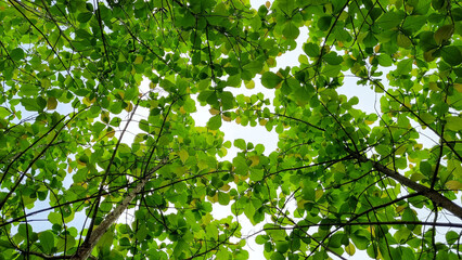 gA low-angle, wide shot looks directly up into the dense canopy of a tree, showcasing a vibrant array of green leaves against a bright, slightly diffused sky