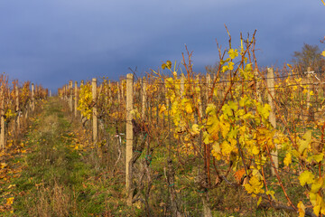 Fototapeta premium A vibrant, low-angle shot captured in a vineyard during the height of late autumn color. The image features rows of dormant grapevines, their foliage turned brilliant yellow and gold before dropping