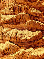Palm tree trunk