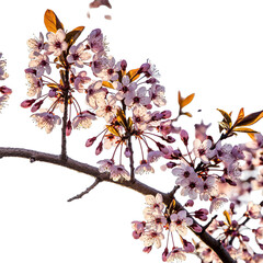 Delicate Pink Cherry Blossoms on a Branch Illuminated by Golden Sunlight Against a Stark Black Background Ideal for Springtime Floral Designs