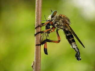 robberfly eat wasp on a leaf