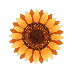 Detailed Illustration of a Vibrant Sunflower with Orange and Yellow Petals and a Dark Brown Center on a Transparent Background Perfect for Floral Graphics and Summer Themes