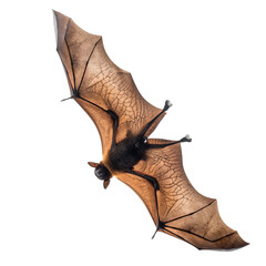 Detailed Overhead View of a Large Bat with Translucent Wings Illuminated by Warm Backlighting Against a Stark Black Background