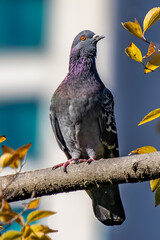 都心散歩　晩秋の昼下がりの浜離宮