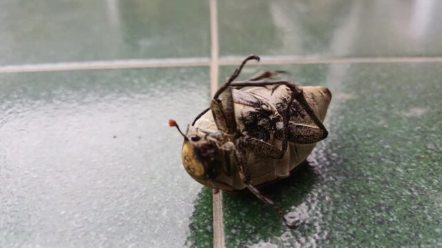 Close-up macro video of a large brown scarab beetle struggling and waving its legs while flipped upside down on a green tile, unable to turn over. representing failure and helplessness in nature.