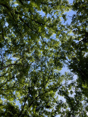 Sunlit Green Leaves Forming a Forest Canopy Against the Sky