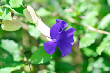 Thunbergia erecta or ACANTHACEAE, Bush clock vine or Thunbergia erecta Benth T Anderson or purple flower