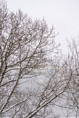 snow covered urban landscape with a tall building in the background. It is snowing heavily, creating a sense of calm and serenity. New Year's atmosphere in the city.