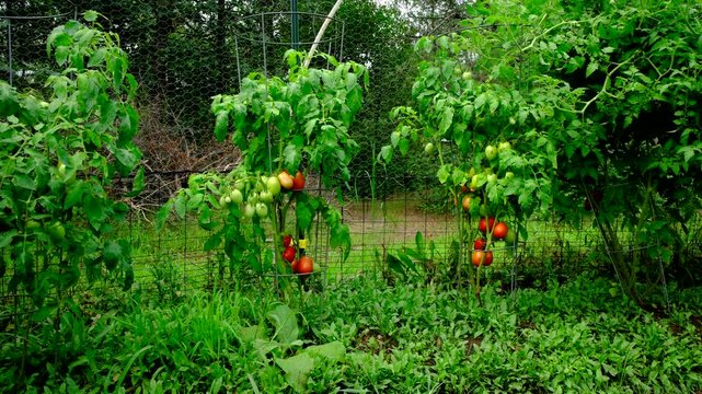 Ripening organic plum or Roma tomato fruits hanging from vines while growing plants in round cage trellis next to garden fence