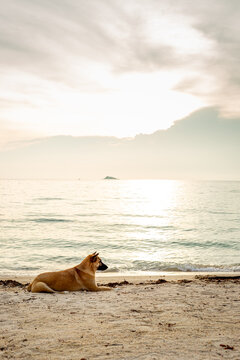 Fototapeta Puppy stray dog on beach sea coast at sunset. Soft light